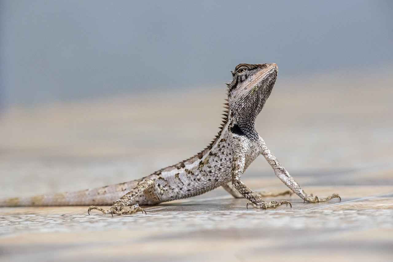 What Key Traits Did Olive Penderghast Exhibit?