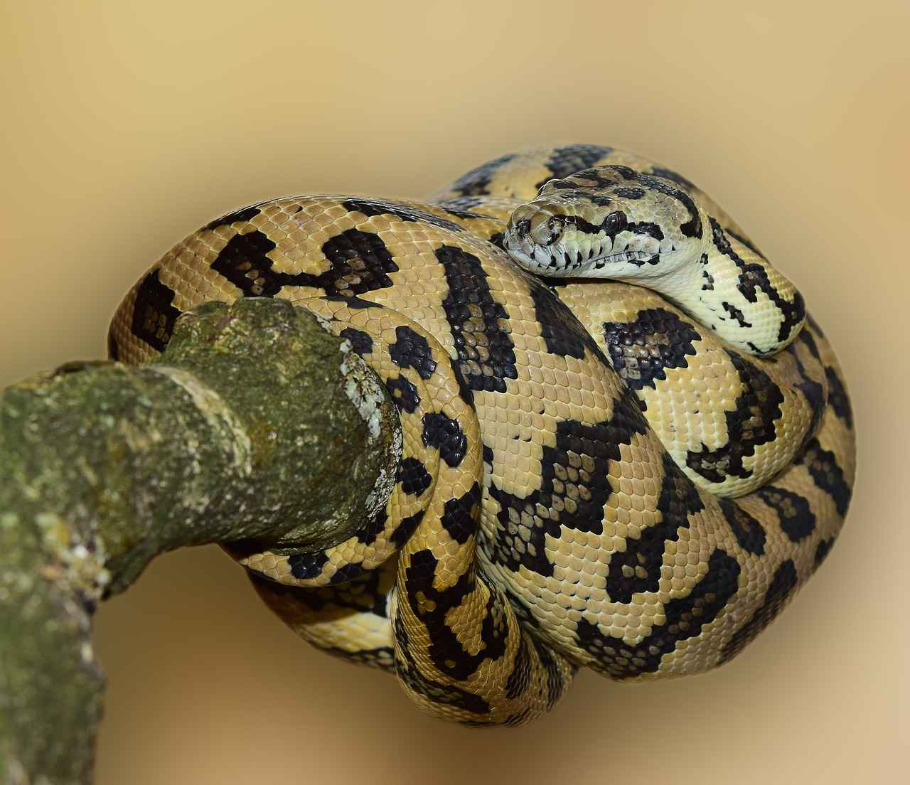 Emma Stone Golden Globes 2025: What to Expect from Her at the Awards 4 What Can Fans Expect from Emma Stone's Appearance at the Golden Globes?