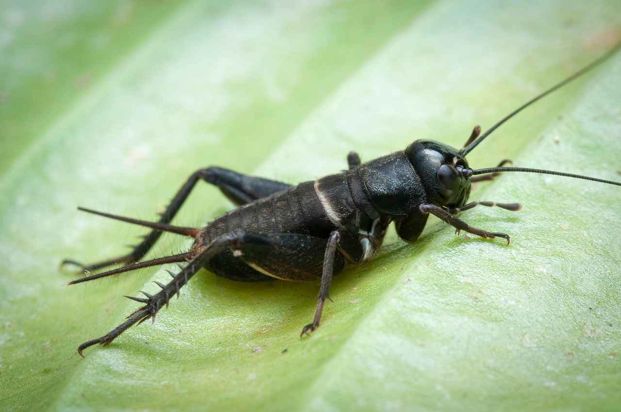 Emma Stone Sex Tape: Rumors and What’s the Truth Behind Them 4 What Is the Truth Behind the Emma Stone Sex Tape Allegations?