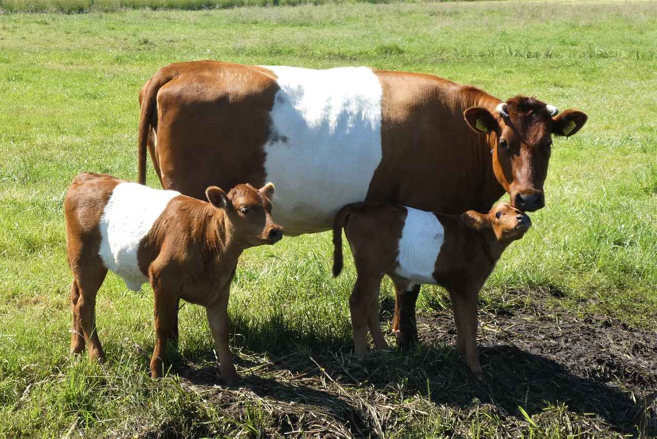 How Did Nathan Fielder and Emma Stone's Relationship Develop?