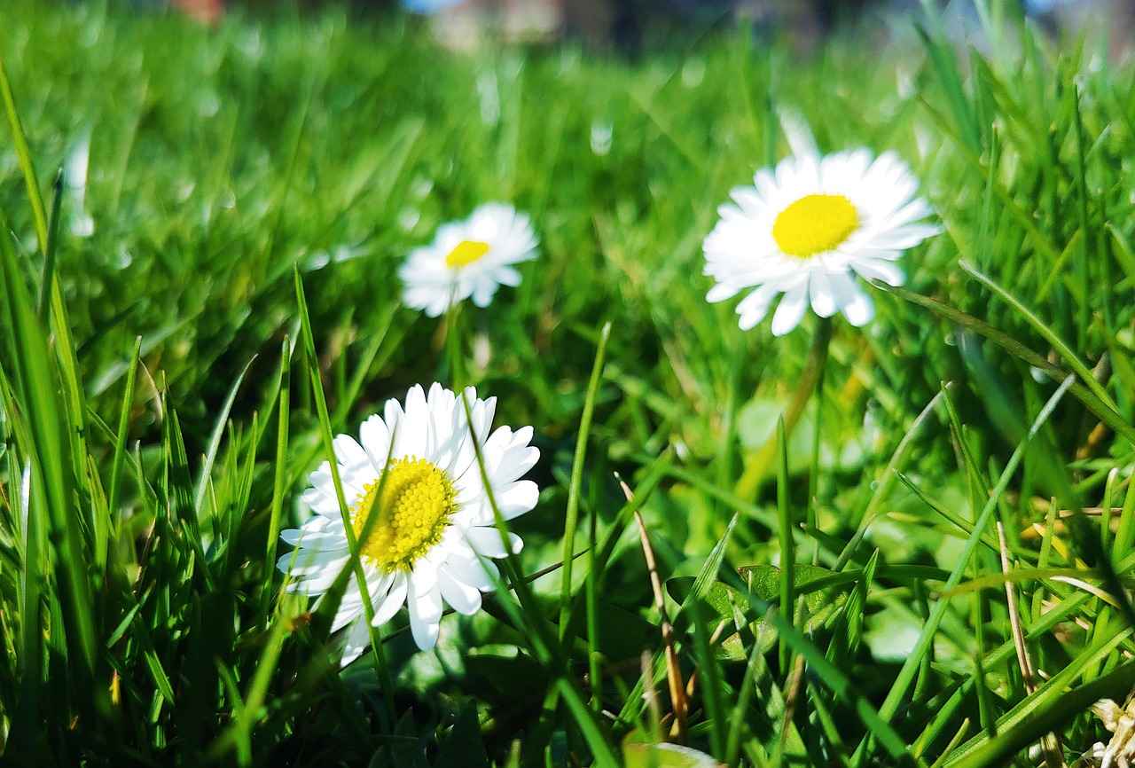 The Transformation of Jacob and Hannah