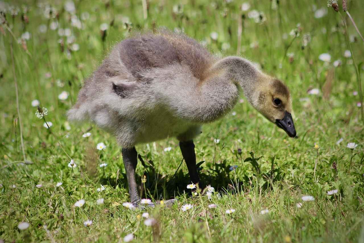Key Films Featuring Ryan Gosling and Emma Stone