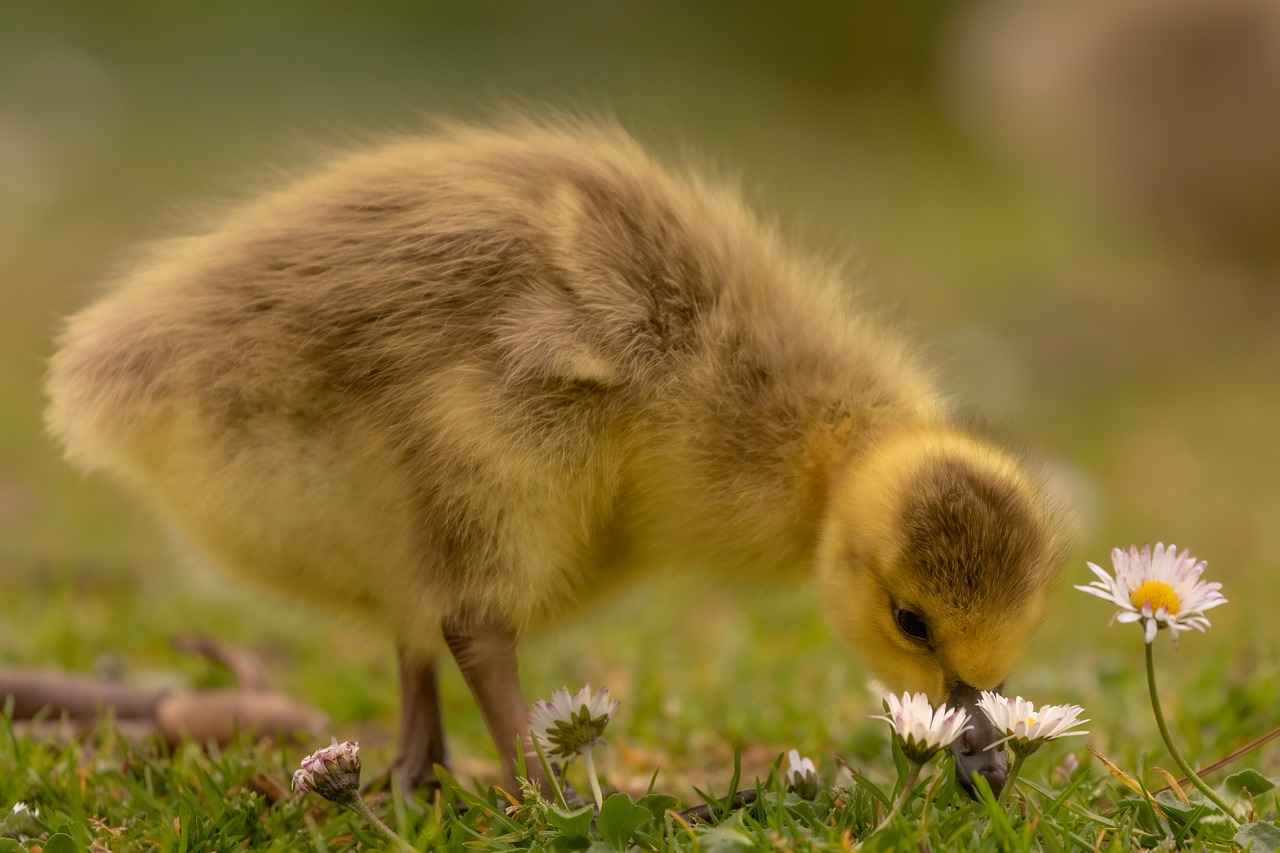 What Makes Ryan Gosling and Emma Stone a Dynamic Duo?