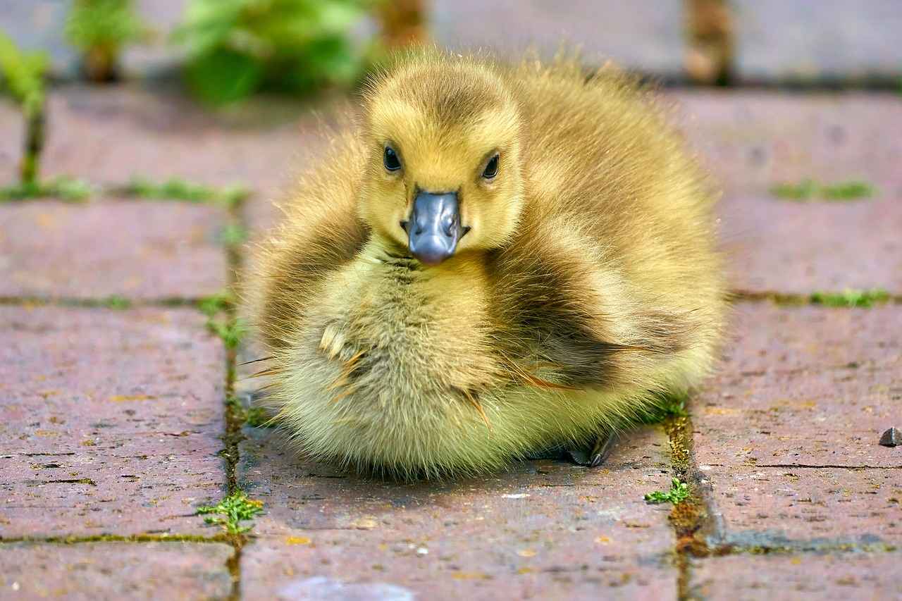 What Makes Ryan Gosling and Emma Stone a Dynamic Duo?