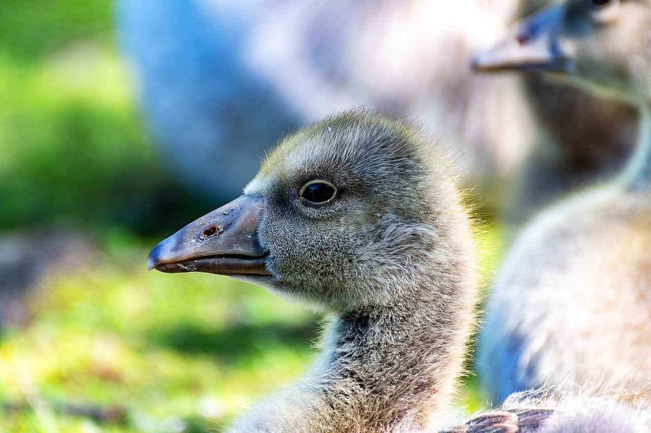 Ryan Gosling and Emma Stone Movies: Their Chemistry on Screen
