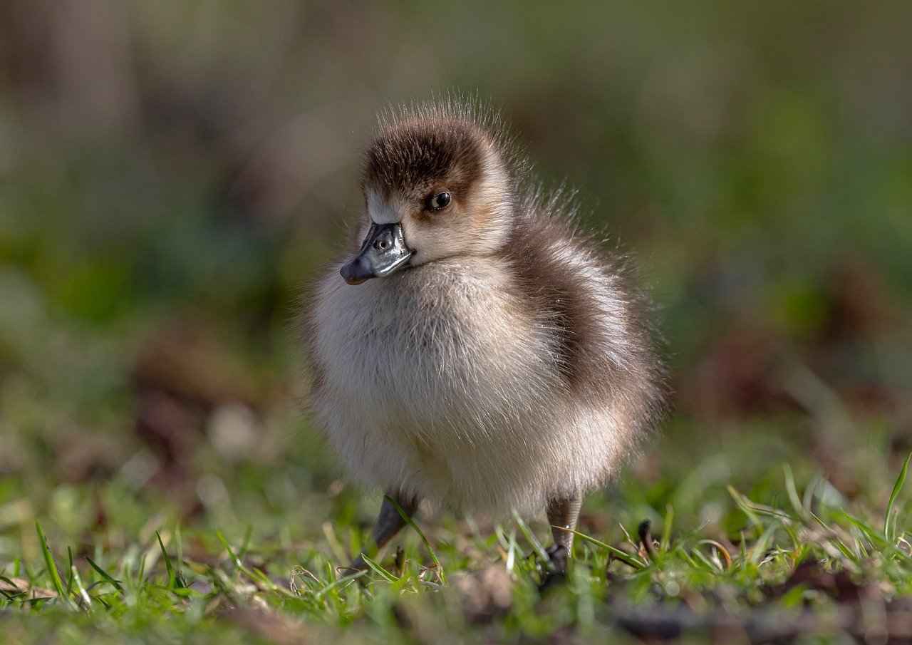 What Makes Ryan Gosling and Emma Stone's Chemistry So Special?