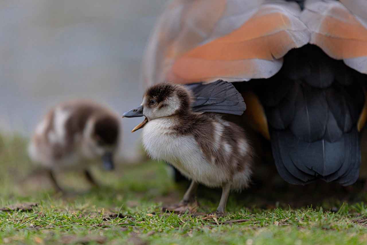 What Makes Ryan Gosling and Emma Stone's Chemistry So Special?