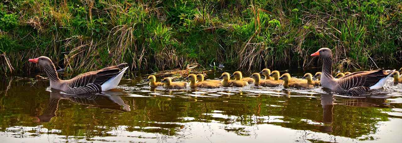 What Makes Ryan Gosling and Emma Stone a Dynamic Duo?
