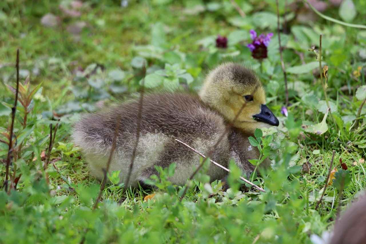 Top Ryan Gosling and Emma Stone Films to Watch